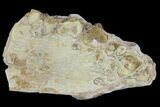 Oreodont (Merycoidodon) Mandible Section - South Dakota #136047-1
